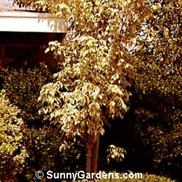 Acer negundo, Ash Leaved Maple, Boxelder