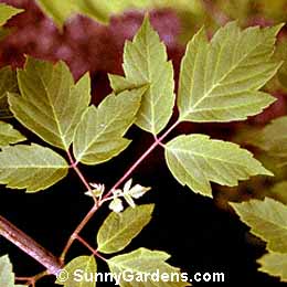 Acer negundo, Acer negundo 'Odessanum'