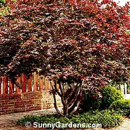 Acer palmatum, Japanese Maple