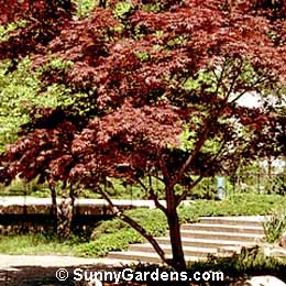 Acer palmatum, Full Moon Maple