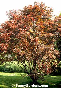 Acer palmatum, Bloodgood Japanese Maple