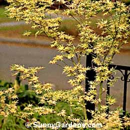 Acer palmatum, Maple