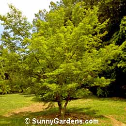 Acer palmatum, Maple