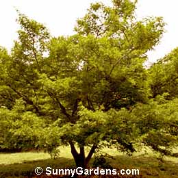 Acer palmatum, Maple