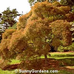 Acer palmatum, Maple