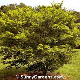 Acer palmatum, Acer palmatum 'Atropurpureum Novum'