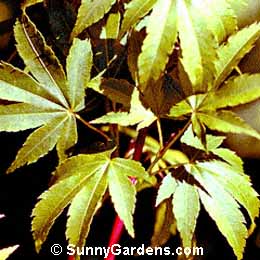 Acer palmatum, Japanese Maple, Senkaki, Coral Bark Japanese Maple