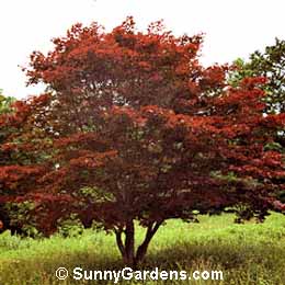 Acer palmatum, Maple