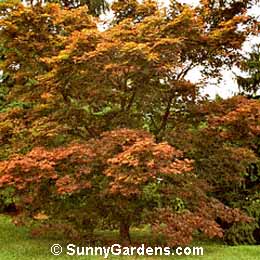 Acer palmatum, Acer palmatum 'Tatsuta'