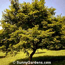 Acer palmatum, Maple