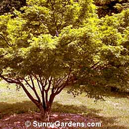 Acer palmatum, Maple