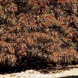 Acer palmatum dissectum, Japanese Laceleaf Maple