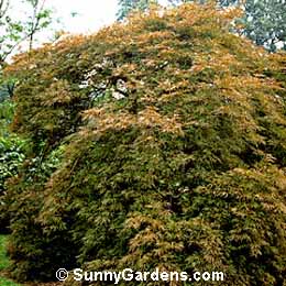 Acer palmatum dissectum, Maple