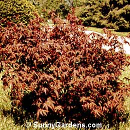 Acer palmatum dissectum, Japanese Laceleaf Crims Maple