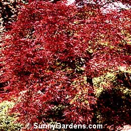 Acer palmatum dissectum, Japanese Laceleaf Ever Maple