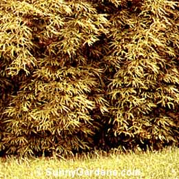 Acer palmatum dissectum, Japanese Laceleaf Ornate Maple