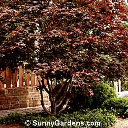 Acer palmatum dissectum, Red Select Japanese Maple, Inaba shidare
