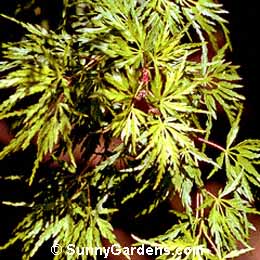 Acer palmatum dissectum, Japanese Maple