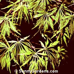 Acer palmatum dissectum, Japanese Maple