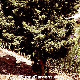 Acer palmatum ribesifolium, Shishigashira Japanese Maple, Ribescifolium