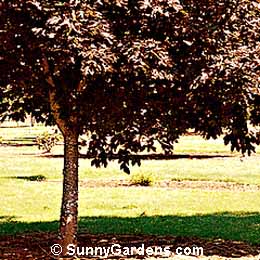 Acer platanoides, Norway Maple