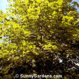 Acer platanoides, Maple