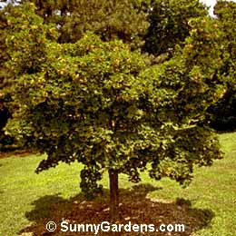 Acer platanoides, Maple