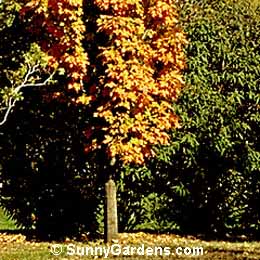 Acer platanoides, Columnar Norway Maple