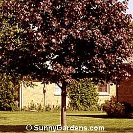 Acer platanoides, Norway Crimson King Maple