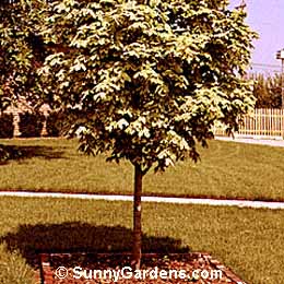 Acer platanoides, Norway Drummond Maple