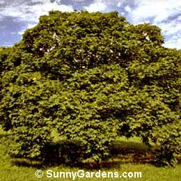 Acer platanoides, Maple