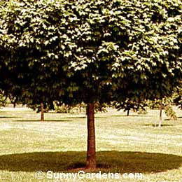 Acer platanoides, Norway Globe Maple