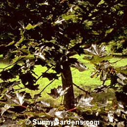 Acer platanoides, Eagle's Claw Maple