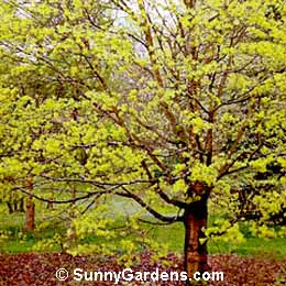 Acer platanoides, Maple