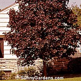 Acer platanoides, Norway Royal Red Maple