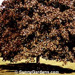 Acer platanoides, Norway Schwedler Maple