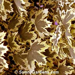 Acer platanoides variegata, Variegated Norway Maple