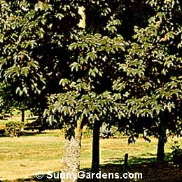 Acer pseudoplatanus, Purple Sycamore Maple, Purple Plane Tree Maple