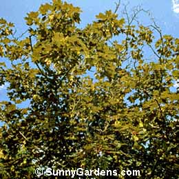 Acer pseudoplatanus, Maple