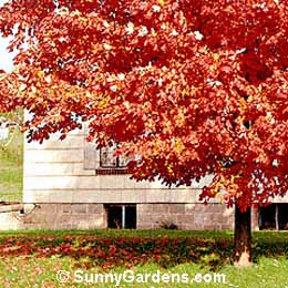 Acer rubrum, Red Maple, Scarlet Maple