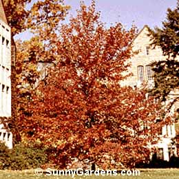 Acer rubrum, Red Autumn Flame Maple