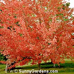 Acer rubrum, Red Maple, Megasuri noki, Rot-Ahorn