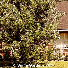 Acer saccharinum, Silver Maple, Soft Maple