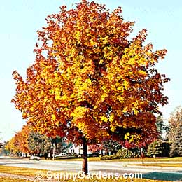 Acer saccharum, Sugar Maple, Rock Maple