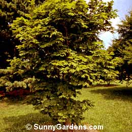 Acer sieboldianum, Siebold's Maple
