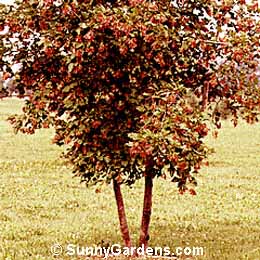 Acer tataricum, Tatarian Maple