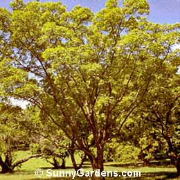 Acer truncatum, Shantung Maple, Purpleblow Maple
