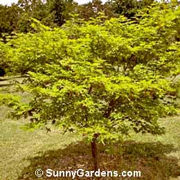 Acer x zoeschense, Maple
