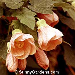Abutilon hybridum, Chinese Lantern, Flowering Maple