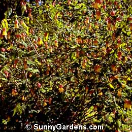 Abutilon megapotamicum, Flowering Maple